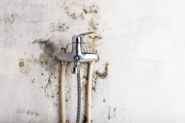 Best Certified Mold Removal  in Somerset, KY