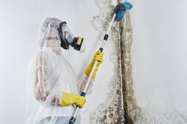 Certified Mold Removal in Somerset, KY