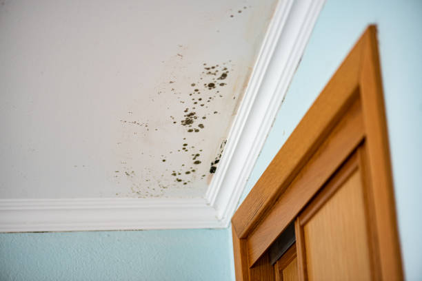 Best Crawl Space Mold Removal  in Somerset, KY