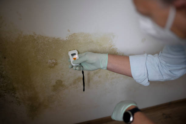 Best Fast Mold Removal  in Somerset, KY