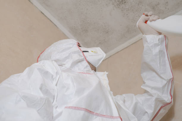 Best Black Mold Removal  in Somerset, KY
