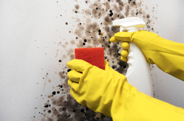 Best Mold Damage Repair  in Somerset, KY