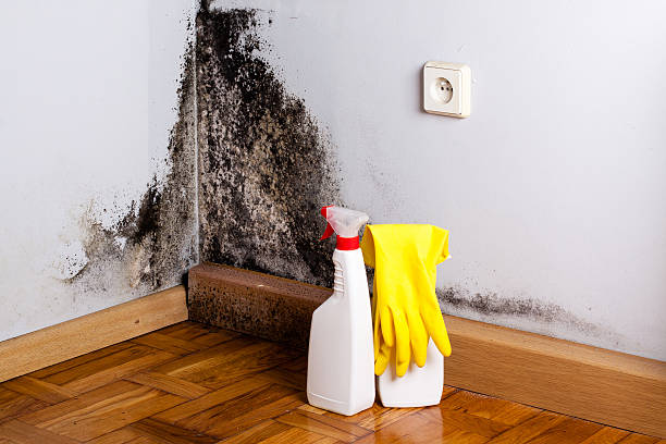 Best Mold Testing  in Somerset, KY
