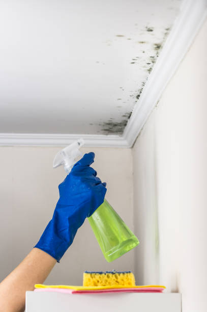 Best Emergency Mold Removal  in Somerset, KY