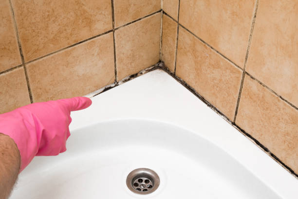 Best Office Mold Removal Services  in Somerset, KY